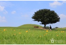◆가을맞이◆[KTX-당일]떠나자 피크닉! 함안 악양생태공원 핑크뮬리+말이산고분군