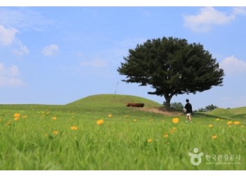 ◆가을맞이◆[KTX-당일]떠나자 피크닉! 함안 악양생태공원 핑크뮬리+말이산고분군