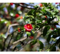 [KTX] 여수 오동도 동백꽃&해상 케이블카 알찬 기차여행(당일)