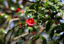 [KTX] 여수 오동도 동백꽃&해상 케이블카 알찬 기차여행(당일)