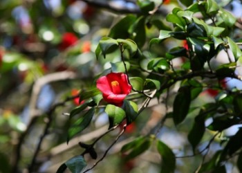 [KTX] 여수 오동도 동백꽃&해상 케이블카 알찬 기차여행(당일)