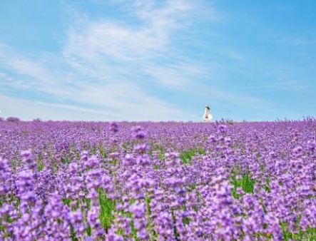 SRT- 보랏빛 꽃천지!! 정읍 허브원 라벤더꽃 & 담양죽녹원 & 메타세콰이어 여행(당일)