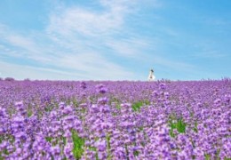 SRT- 보랏빛 꽃천지!! 정읍 허브원 라벤더꽃 & 담양죽녹원 & 메타세콰이어 여행(당일)