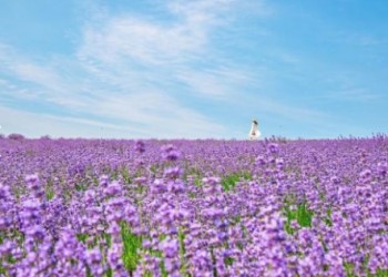 SRT- 보랏빛 꽃천지!! 정읍 허브원 라벤더꽃 & 담양죽녹원 & 메타세콰이어 여행(당일)