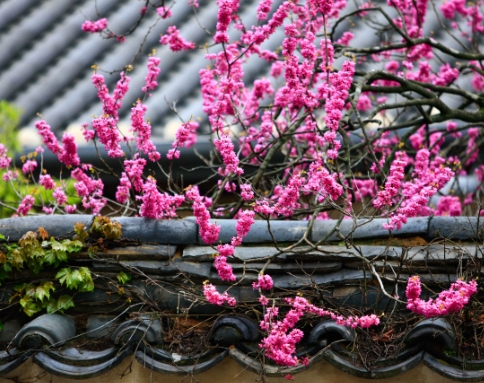 [KTX] 통도사 붉은홍매화 & 밀양 영남루 왕벚꽃 하루 기차여행 (당일)