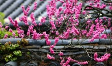 [KTX] 통도사 붉은홍매화 & 밀양 영남루 왕벚꽃 하루 기차여행 (당일)