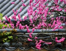 [KTX] 통도사 붉은홍매화 & 밀양 영남루 왕벚꽃 하루 기차여행 (당일)