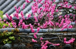 [KTX] 통도사 붉은홍매화 & 밀양 영남루 왕벚꽃 하루 기차여행 (당일)