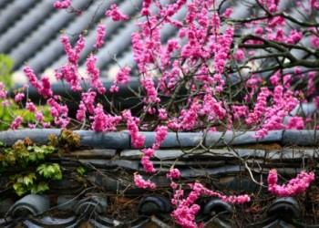 [KTX] 통도사 붉은홍매화 & 밀양 영남루 왕벚꽃 하루 기차여행 (당일)