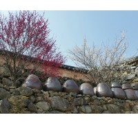 KTX- 광양 매화마을 & 남원 명소 기차여행(당일)