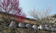 KTX- 광양 매화마을 & 남원 명소 기차여행(당일)