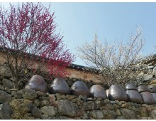 KTX- 광양 매화마을 & 남원 명소 기차여행(당일)