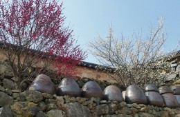 KTX- 광양 매화마을 & 남원 명소 기차여행(당일)