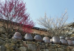 KTX- 광양 매화마을 & 남원 명소 기차여행(당일)