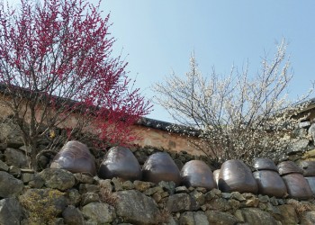 KTX- 광양 매화마을 & 남원 명소 기차여행(당일)