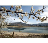 KTX - 섬진강 매화꽃 & 여수 해상케이블카 & 이사부크루즈 & 곡성기차마을 여행(1박2일)