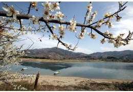 KTX - 섬진강 매화꽃 & 여수 해상케이블카 & 이사부크루즈 & 곡성기차마을 여행(1박2일)