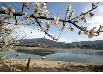 KTX - 섬진강 매화꽃 & 여수 해상케이블카 & 이사부크루즈 & 곡성기차마을 여행(1박2일)