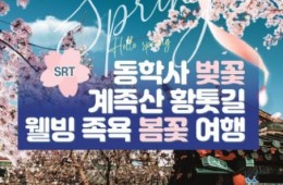 SRT - 계룡산 동학사 벚꽃 & 계족산 황톳길 & 웰빙 족욕 봄꽃여행(당일)