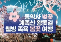 SRT - 계룡산 동학사 벚꽃 & 계족산 황톳길 & 웰빙 족욕 봄꽃여행(당일)
