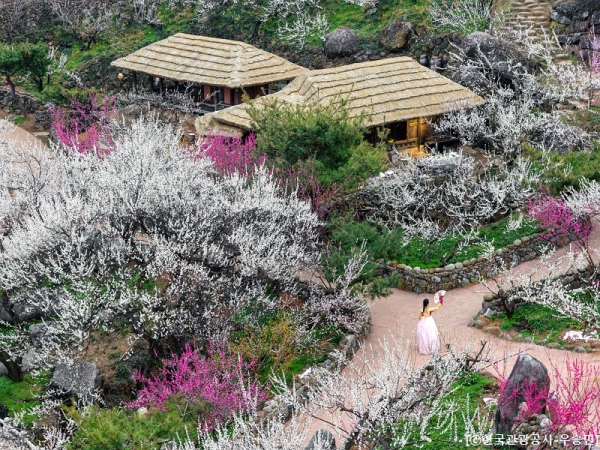 ♥봄꽃♥[KTX-1박]♠호텔♠봄의 전령사! 광양 매화마을+보리암+순천만