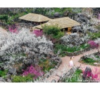 ♥봄꽃♥[KTX-1박]♠호텔♠봄의 전령사! 광양 매화마을+보리암+순천만