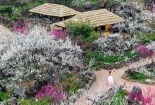 ♥봄꽃♥[KTX-1박]♠호텔♠봄의 전령사! 광양 매화마을+보리암+순천만