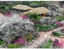 ♥봄꽃♥[KTX-1박]♠호텔♠봄의 전령사! 광양 매화마을+보리암+순천만