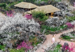 ♥봄꽃♥[KTX-1박]♠호텔♠봄의 전령사! 광양 매화마을+보리암+순천만