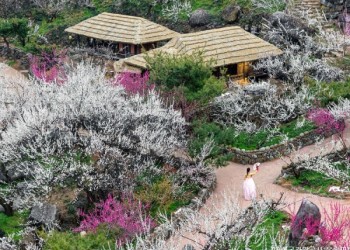 ♥봄꽃♥[KTX-1박]♠호텔♠봄의 전령사! 광양 매화마을+보리암+순천만