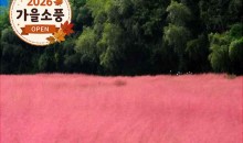 ◆가을맞이◆[KTX-당일](1식제공)핑크뮬리 청농원+선운사