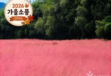 ◆가을맞이◆[KTX-당일](1식제공)핑크뮬리 청농원+선운사