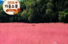 ◆가을맞이◆[KTX-당일](1식제공)핑크뮬리 청농원+선운사