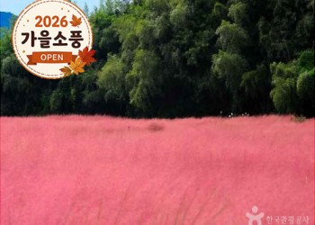 ◆가을맞이◆[KTX-당일](1식제공)핑크뮬리 청농원+선운사