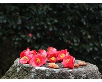 [KTX] 강진 백련사 동백꽃 & 미식 하루 기차여행 (당일)