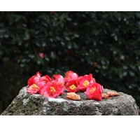 [KTX] 강진 백련사 동백꽃 & 미식 하루 기차여행 (당일)