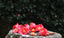 [KTX] 강진 백련사 동백꽃 & 미식 하루 기차여행 (당일)