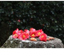 [KTX] 강진 백련사 동백꽃 & 미식 하루 기차여행 (당일)