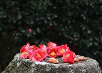 [KTX] 강진 백련사 동백꽃 & 미식 하루 기차여행 (당일)