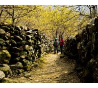 ♥봄꽃♥[KTX+버스]노오랑 꽃물결 구례 산수유 마을+화엄사