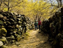 ♥봄꽃♥[KTX+버스]노오랑 꽃물결 구례 산수유 마을+화엄사