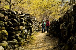 ♥봄꽃♥[KTX+버스]노오랑 꽃물결 구례 산수유 마을+화엄사