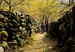 ♥봄꽃♥[KTX+버스]노오랑 꽃물결 구례 산수유 마을+화엄사