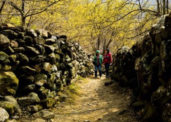 ♥봄꽃♥[KTX+버스]노오랑 꽃물결 구례 산수유 마을+화엄사