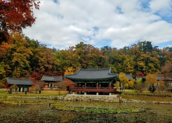 [국악와인열차] 11월 1일 울진 불영사 단풍 / 왕피천 케이블카 / 죽변항