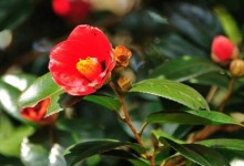 [KTX] 땅끝마을 해남 미황사 애기동백꽃 기차여행(당일)