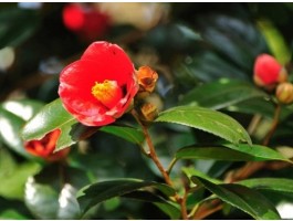 [KTX] 땅끝마을 해남 미황사 애기동백꽃 기차여행(당일)