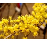 (동대구역출발) KTX - 봄꽃의 전령사! 섬진강매화꽃 & 구례 산수유꽃 여행(당일)