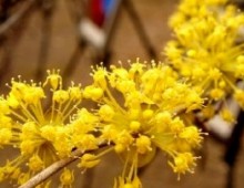 (동대구역출발) KTX - 봄꽃의 전령사! 섬진강매화꽃 & 구례 산수유꽃 여행(당일)