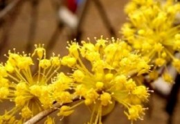 (동대구역출발) KTX - 봄꽃의 전령사! 섬진강매화꽃 & 구례 산수유꽃 여행(당일)